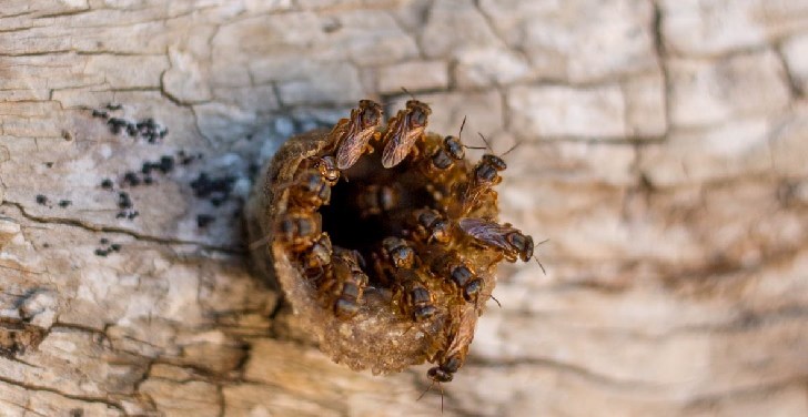 ¿Qué les pasó a las abejas?