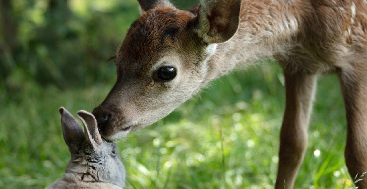 Bambi, una aventura en el bosque SUB