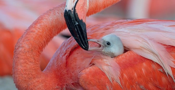 Flamingos: la vida después del meteorito